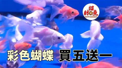 小型招財魚|一文睇清招財魚種類 